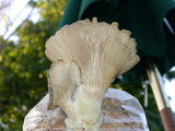 Pleurotus pulmonarius image