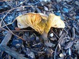 Tapinella panuoides image
