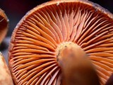 Cortinarius cinnamomeus image