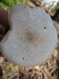 Melanoleuca verrucipes image