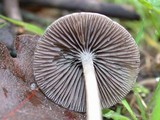Psathyrella corrugis image