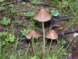 Psathyrella corrugis image