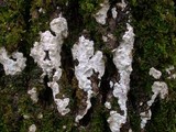 Dendrothele candida image