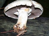 Agaricus silvicola image