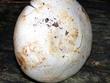 Agaricus silvicola image