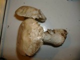 Amanita smithiana image