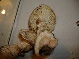 Amanita smithiana image