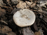 Melanoleuca verrucipes image