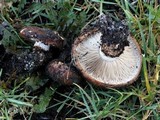 Tricholoma fracticum image