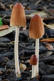 Parasola auricoma image