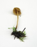 Galerina clavata image
