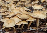 Agrocybe sororia image