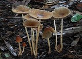 Parasola auricoma image