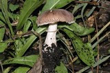 Leucoagaricus adelphicus image