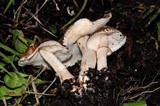 Leucoagaricus adelphicus image