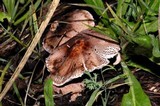 Leucoagaricus adelphicus image