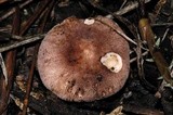 Leucoagaricus adelphicus image