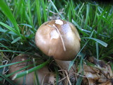 Lyophyllum decastes image