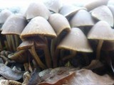 Psathyrella atrospora image