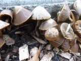 Psathyrella atrospora image