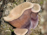 Panus conchatus image