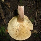 Lactarius volemus image