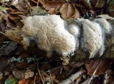 Oxyporus corticola image