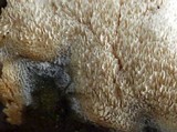 Oxyporus corticola image