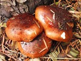 Tricholoma fracticum image