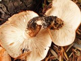 Tricholoma fracticum image
