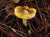 Tricholoma subsejunctum image