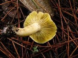 Tricholoma subsejunctum image