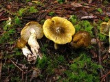 Tricholoma subsejunctum image
