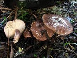 Lactarius pseudomucidus image