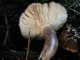 Lactarius pseudomucidus image