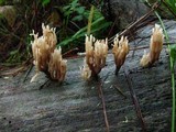 Artomyces piperatus image