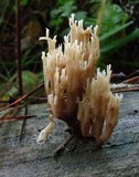 Artomyces piperatus image