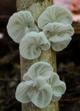 Campanella tristis image