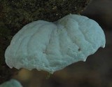 Campanella tristis image