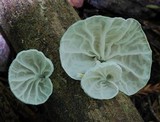 Campanella tristis image