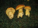 Gymnopilus ventricosus image