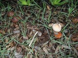 Parasola conopilea image