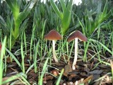 Parasola conopilea image