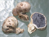 Scleroderma macrorhizon image