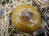Russula clavipes image