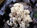 Ramaria botrytoides image