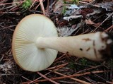 Russula clavipes image