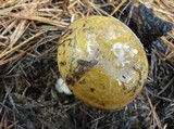 Russula clavipes image