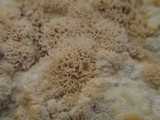 Oxyporus corticola image