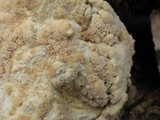 Oxyporus corticola image